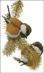(image for) Chestnut Backed Chickadees